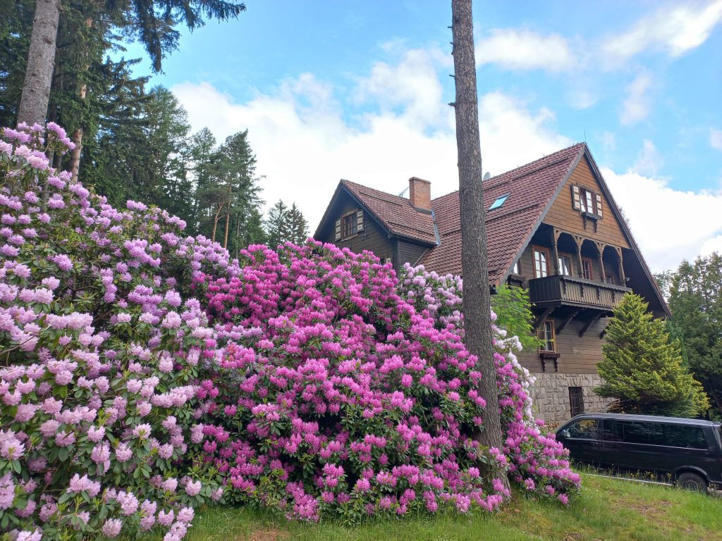 Rezydencja Karpatka w Karpaczu - rododendrony 2022