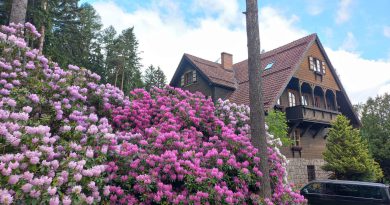 Rezydencja Karpatka w Karpaczu - rododendrony 2022